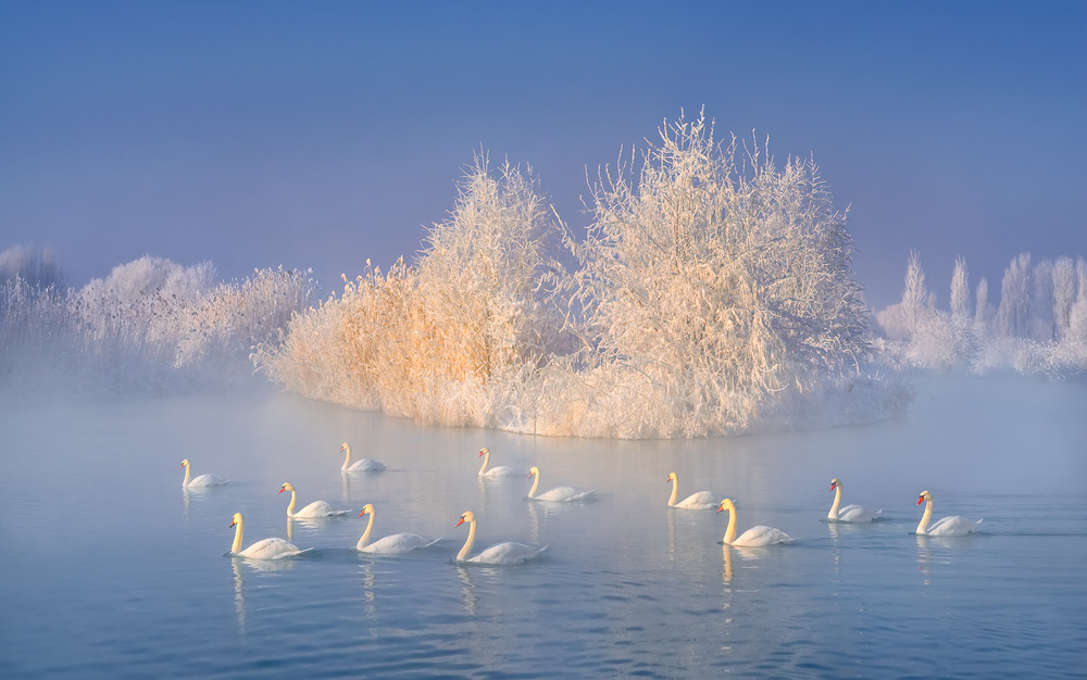 Swan Lake von Hua Zhu