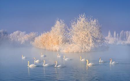 Swan Lake