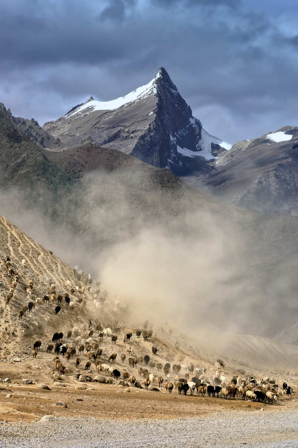 sheep trail von Hua Zhu