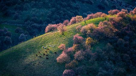 Sunset in the primitive wild apricot forest