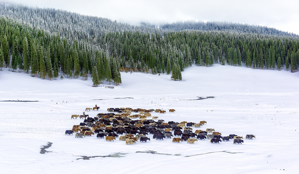 Yaks in snow von Hua Zhu