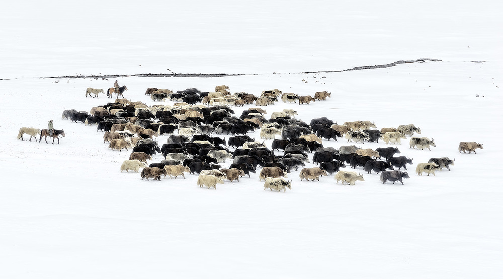 Yaks in snow von Hua Zhu