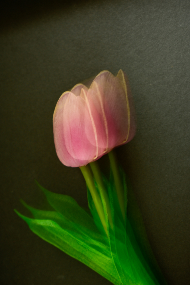 Pink tulip von HÜSEYİN GİRGİN