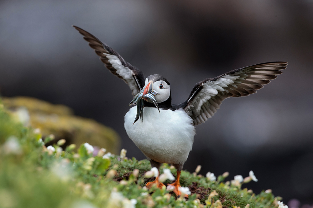 Puffin With Sand Eels von Hugh Wilkinson