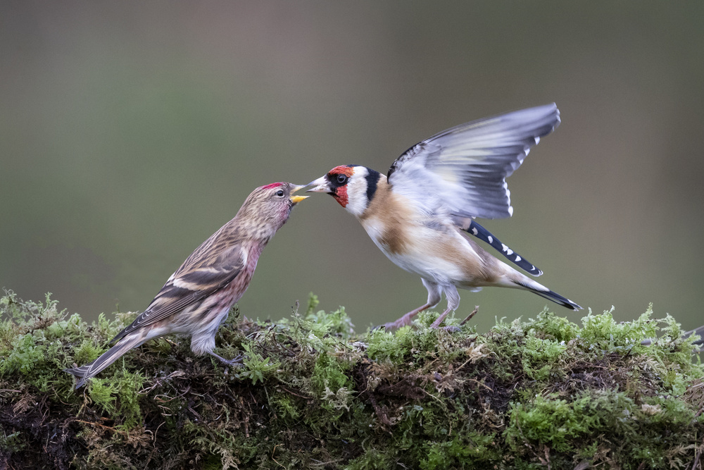 Redpoll with Goldfinch von Hugh Wilkinson