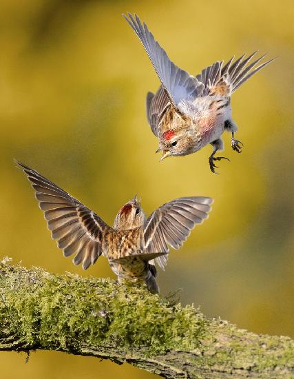 Redpolls Squabble