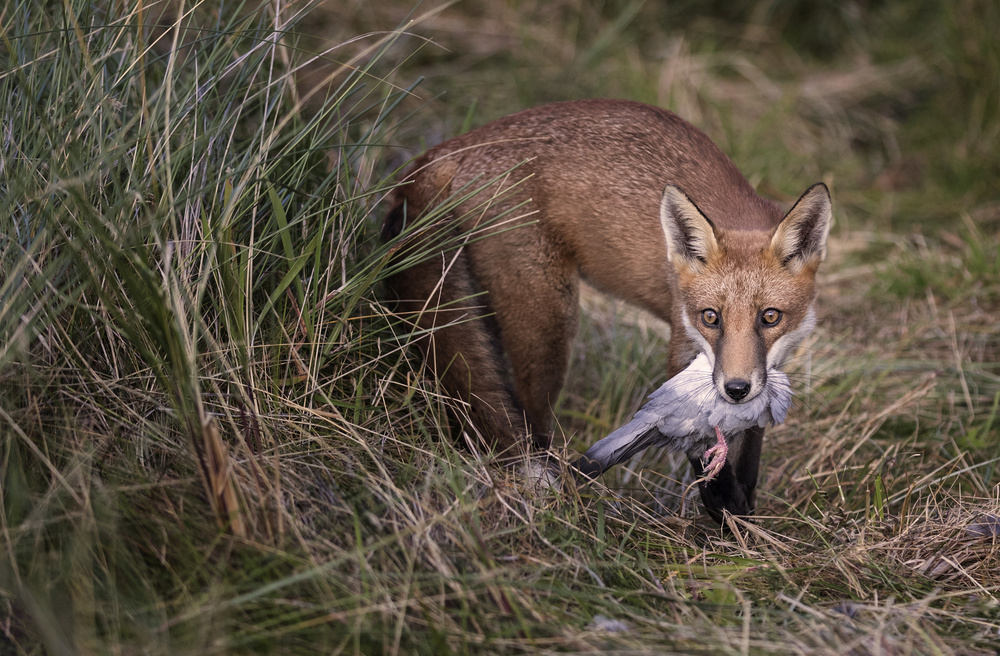 Red Fox with Quarry von Hugh Wilkinson