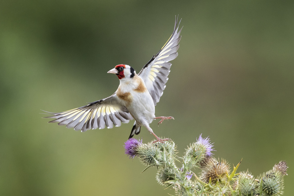 Goldfinch on Thristle von Hugh Wilkinson