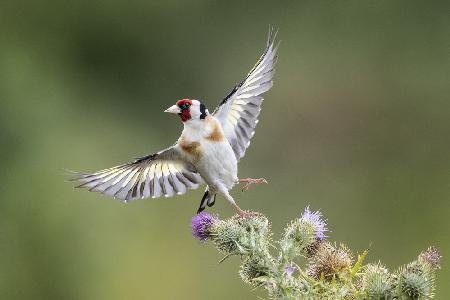 Goldfinch on Thristle