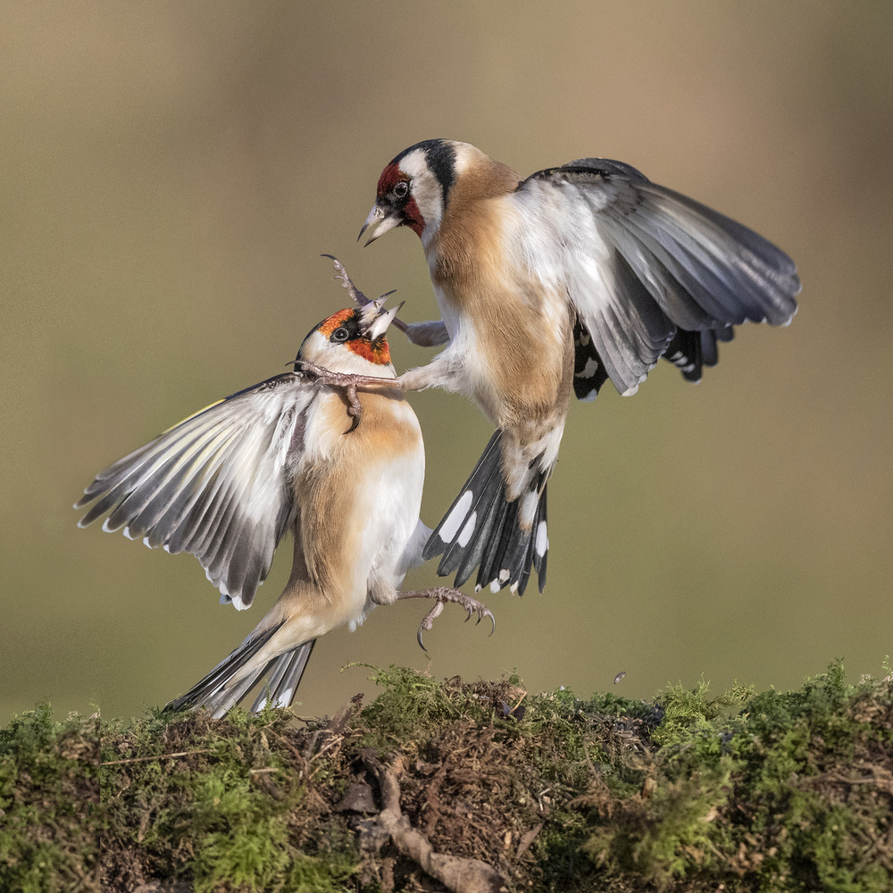 Goldfinches in Conflict von Hugh Wilkinson