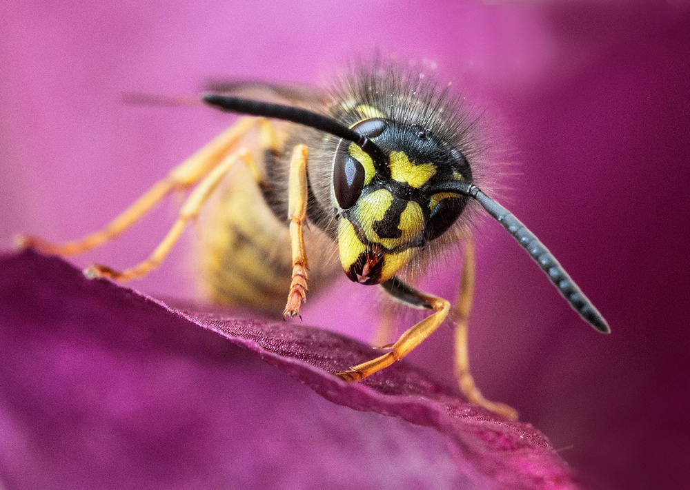 Wasp von Hugh Wilkinson