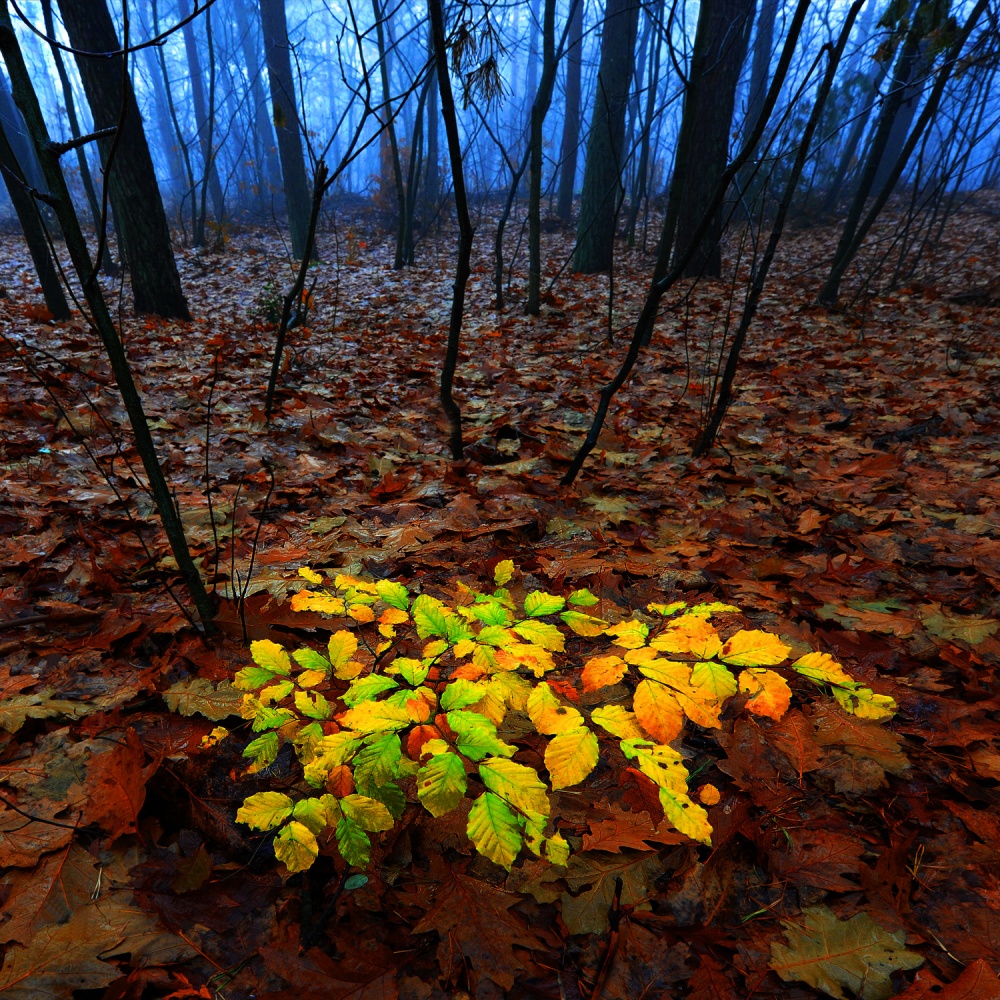 Delighted beech von Huib Limberg