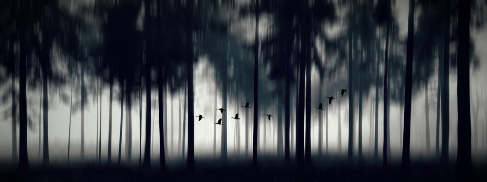 Geese migration von Huib Limberg