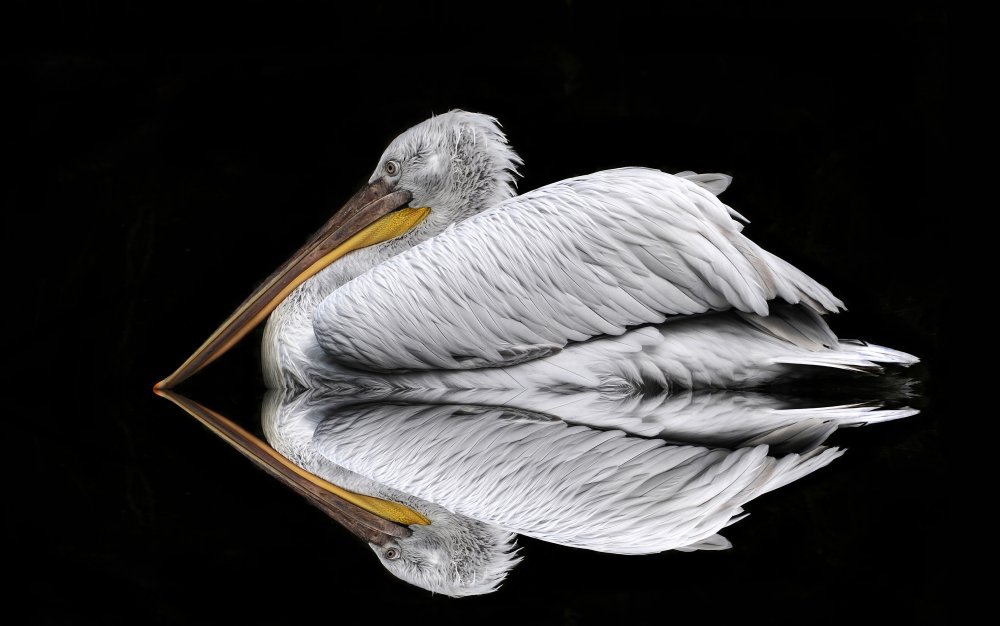 Mirrored the Pelican von Huib Limberg