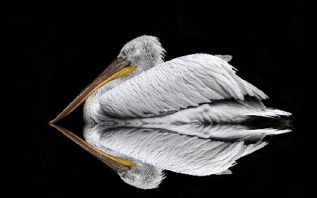 Mirrored the Pelican