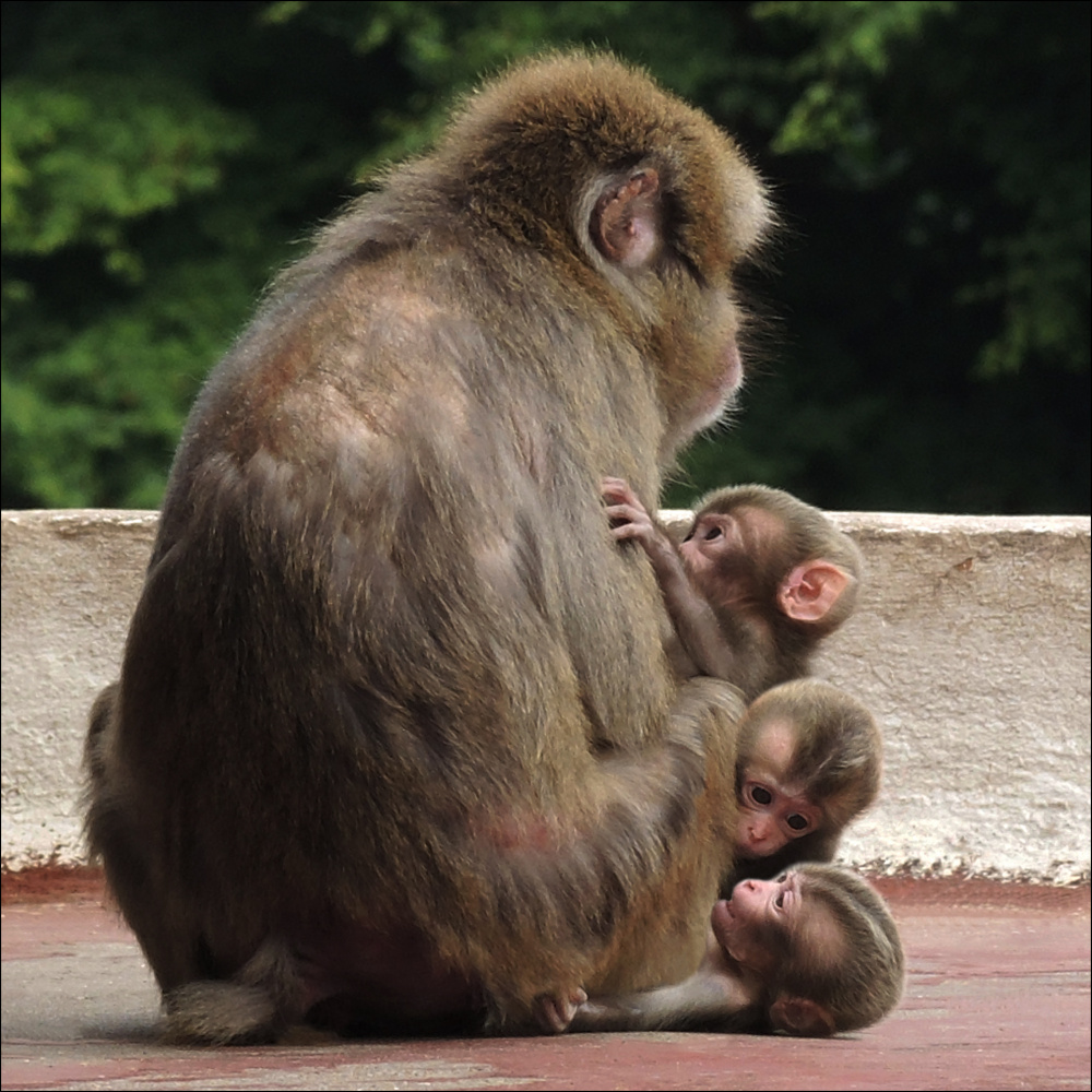 Safe in mothers destiny von Huib Limberg