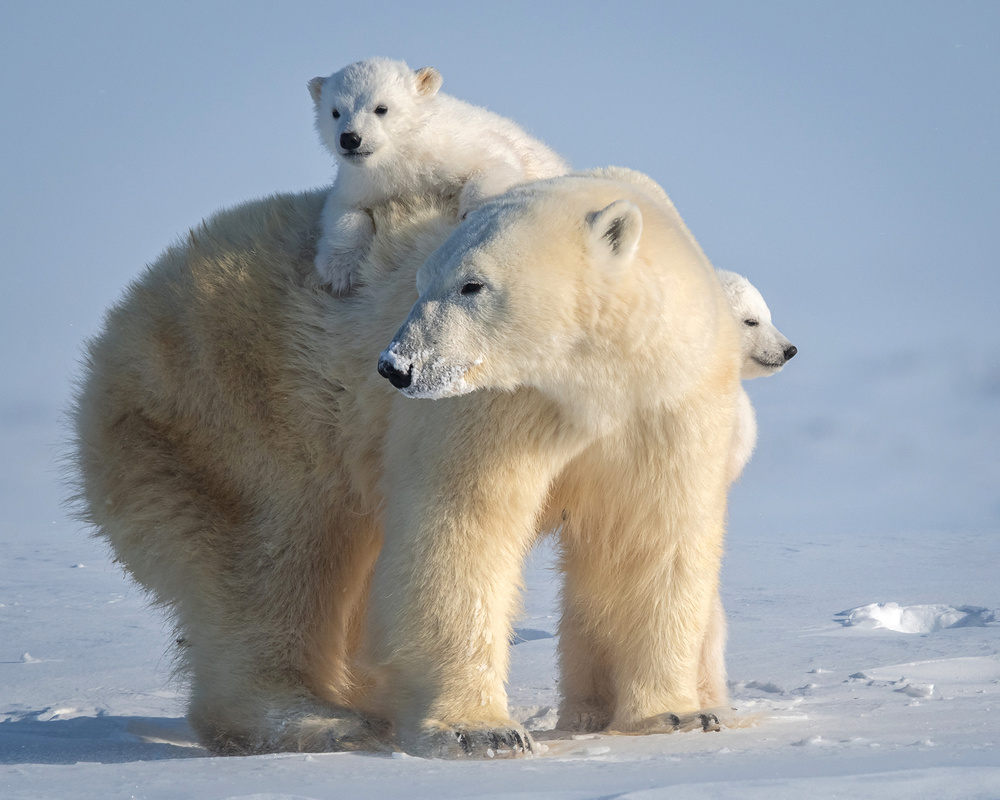 Mischievous little polar bear von Hung Tsui