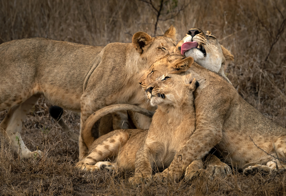 The lions von Hung Tsui