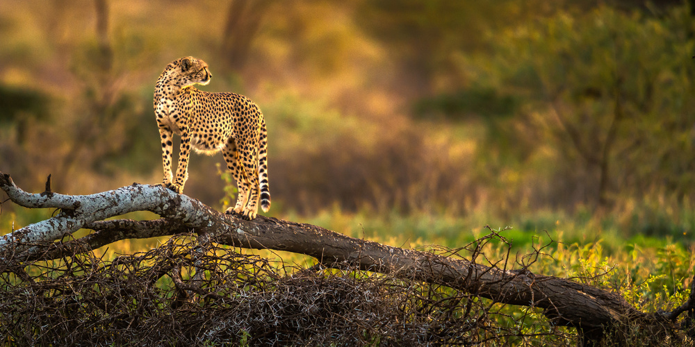 A cheetah standing on the dry tree von Hung Tsui