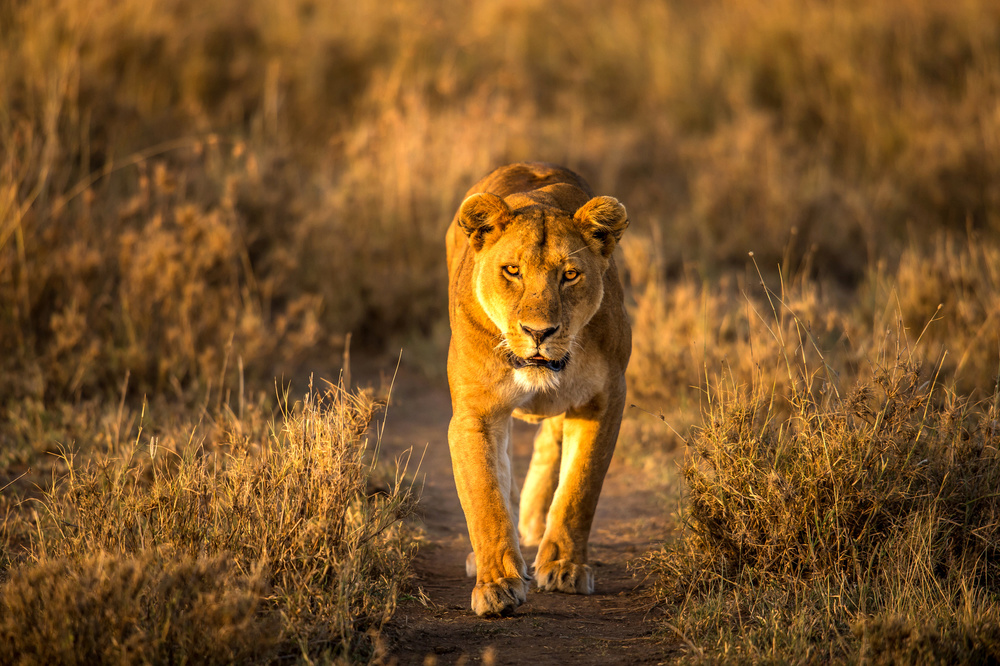 A Lion in the morning glow von Hung Tsui