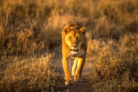 A Lion in the morning glow