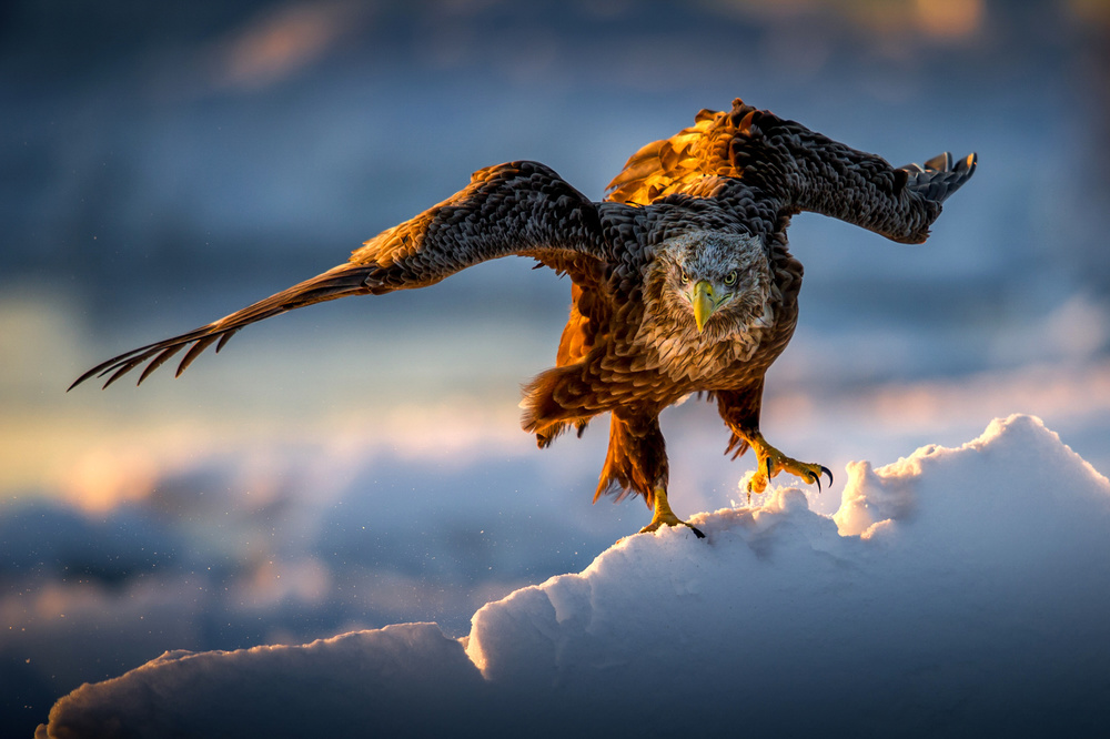 A Sea eagle on drift ice von Hung Tsui