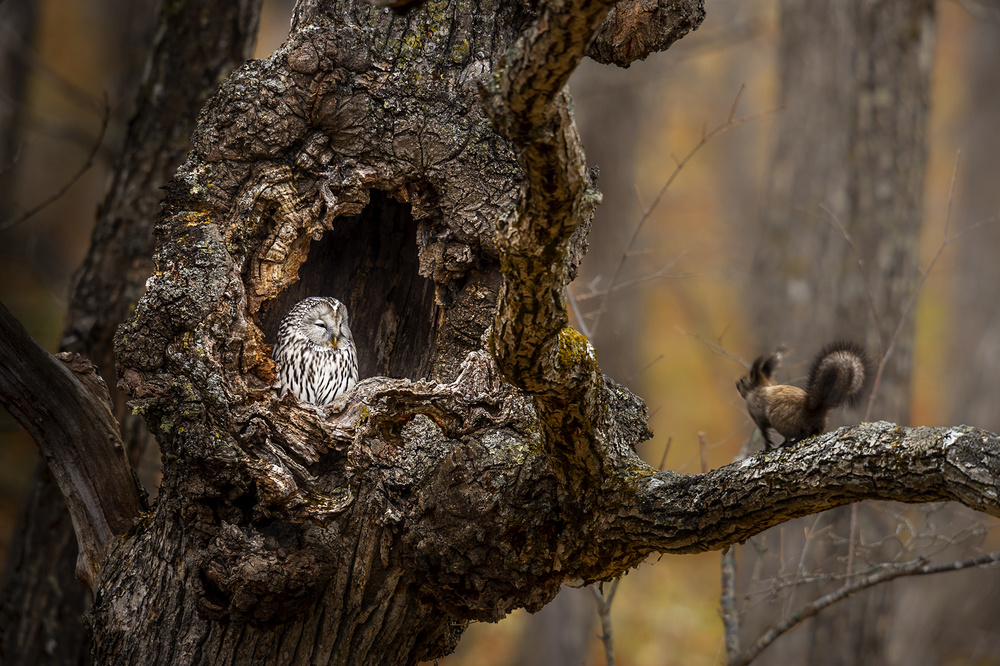 An Owl &amp; a squirrel von Hung Tsui