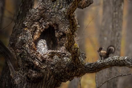 An Owl &amp; a squirrel