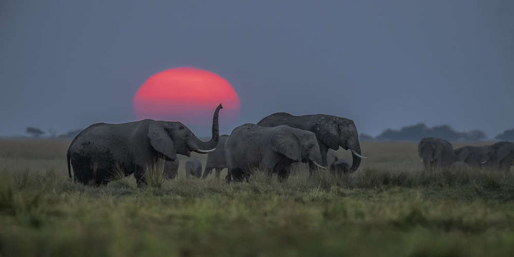 Elephant party under sunset von Hung Tsui