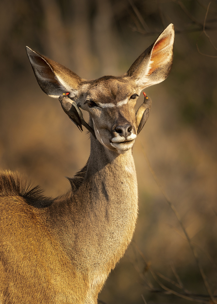 Deer and little bird von Hung Tsui