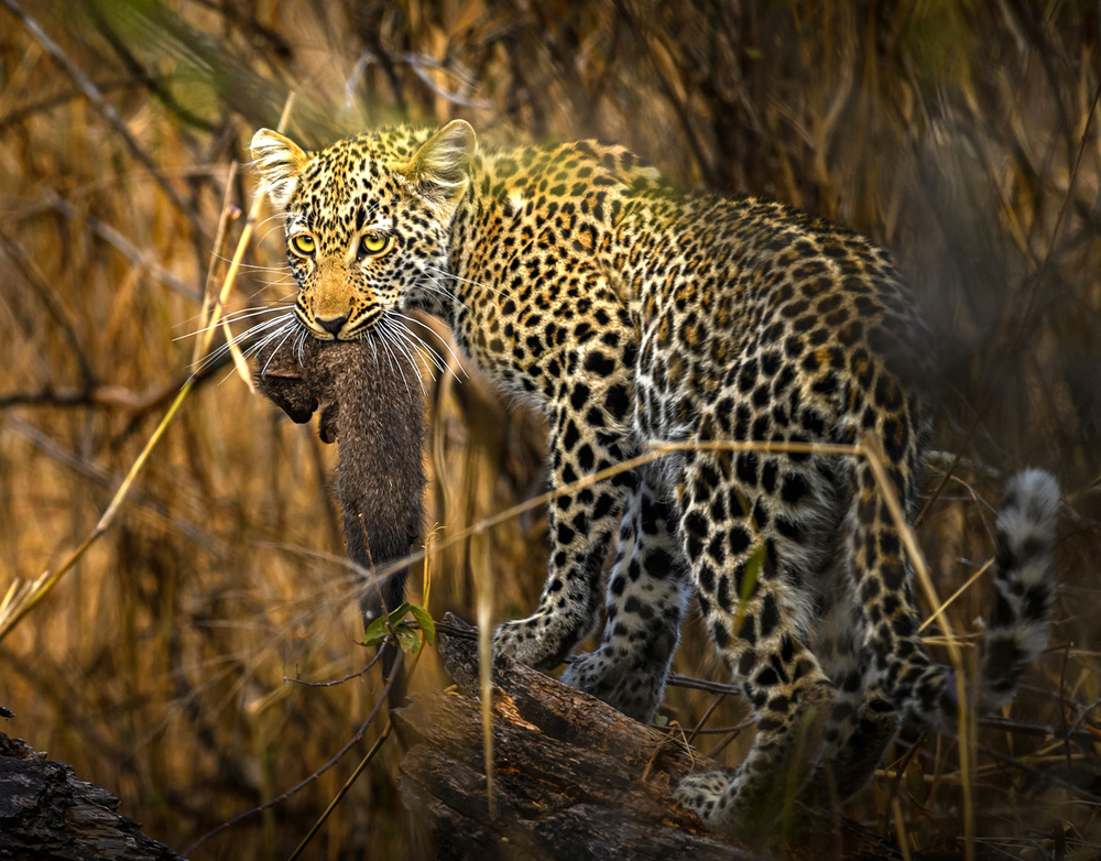 hunter and her loot von Hung Tsui