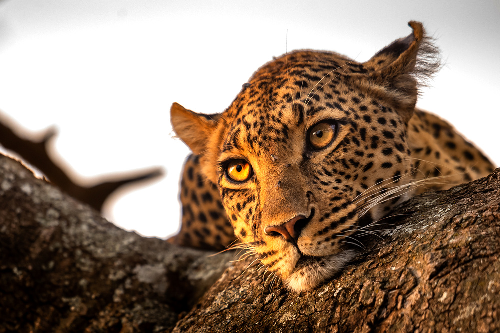 Leopard eyes von Hung Tsui