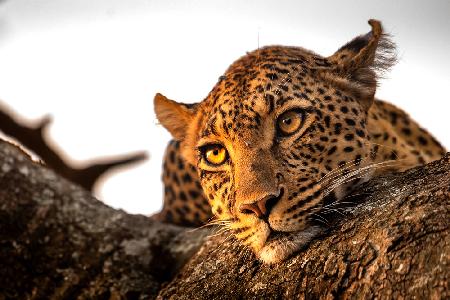 Leopard eyes