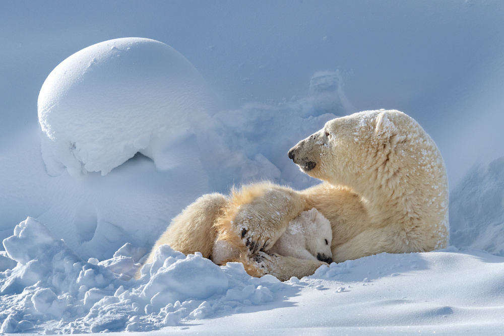 Maternal love von Hung Tsui