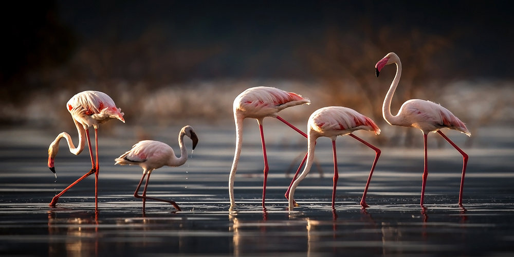 Foraging in the water von Hung Tsui