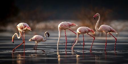 Foraging in the water