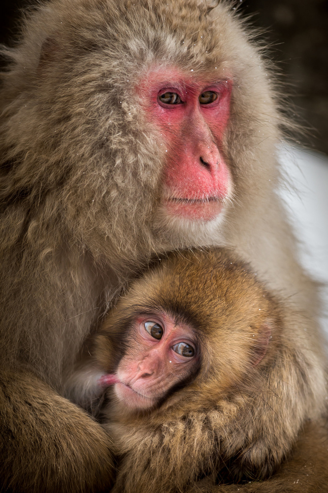 Curious baby monkey von Hung Tsui