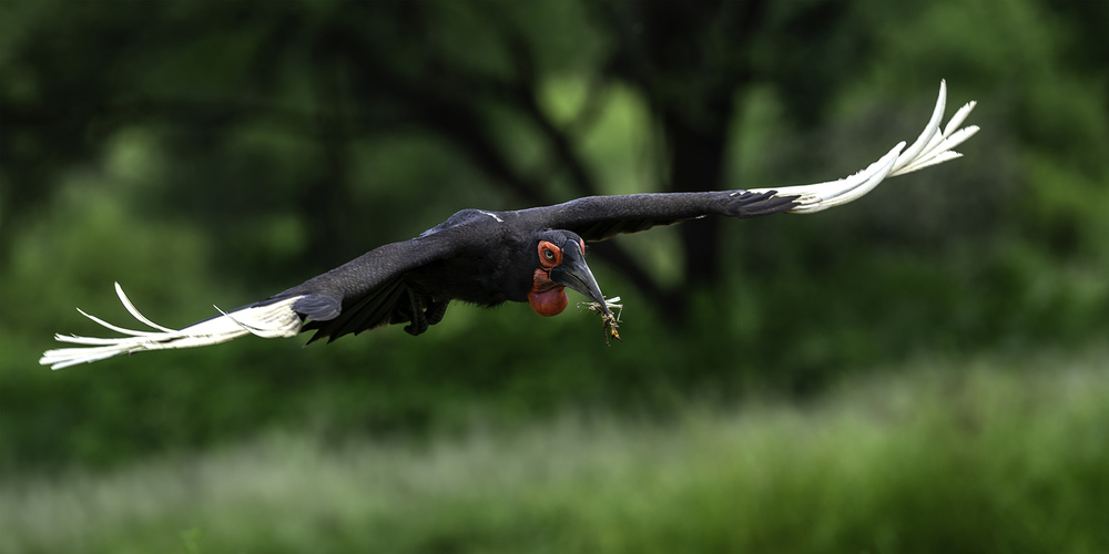 Southern Ground Hornbill von Hung Tsui