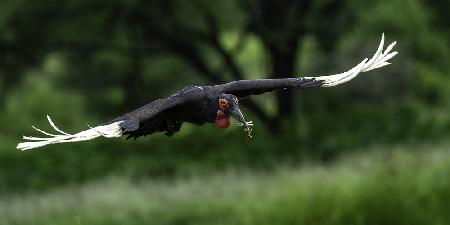 Southern Ground Hornbill