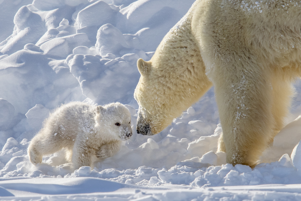 playful polar bear cub von Hung Tsui