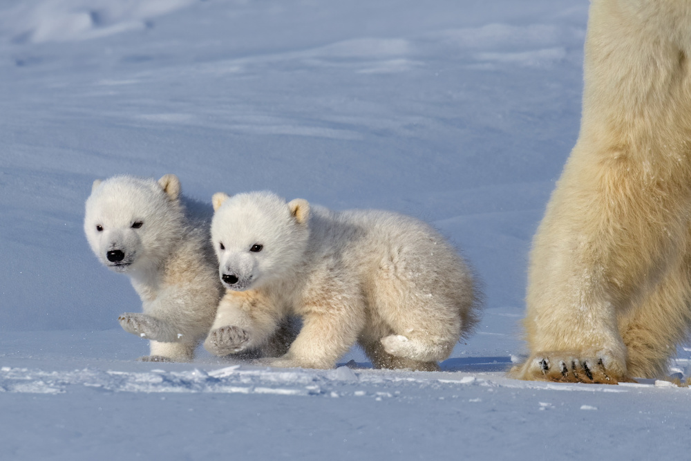 Two polar bear cubs von Hung Tsui