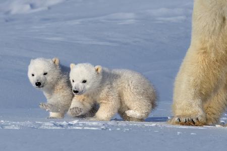 Two polar bear cubs