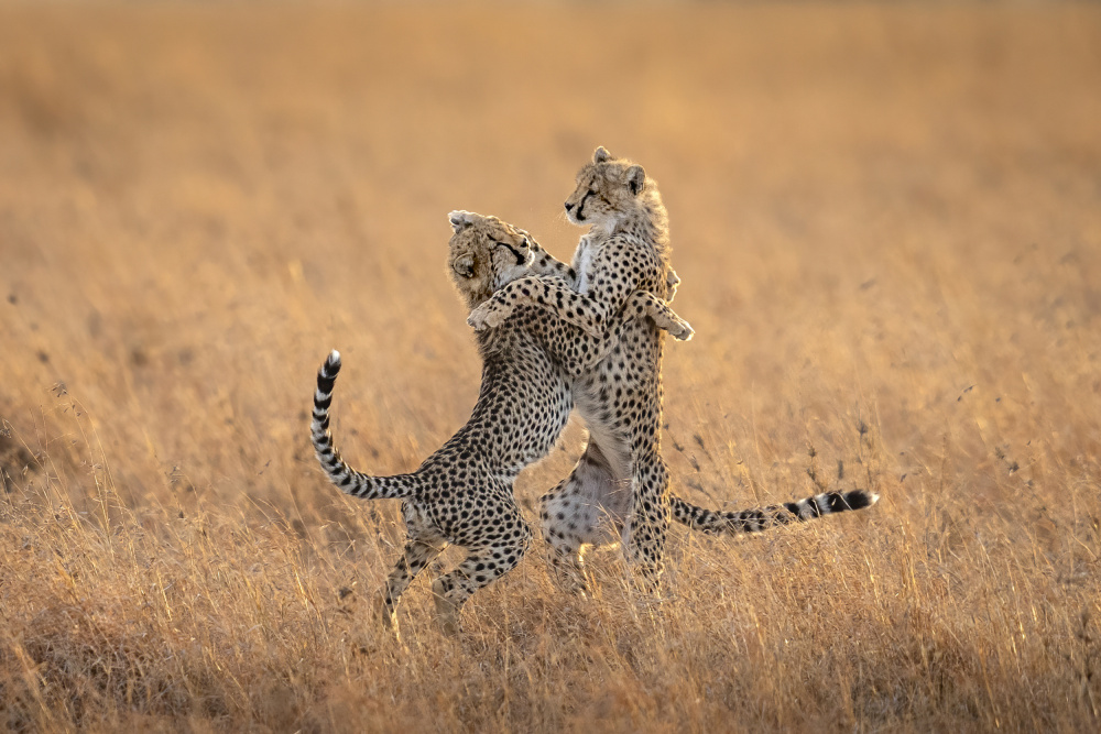 Two cheetahs in the morning von Hung Tsui