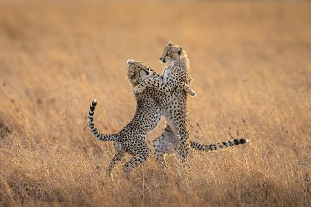 Two cheetahs in the morning