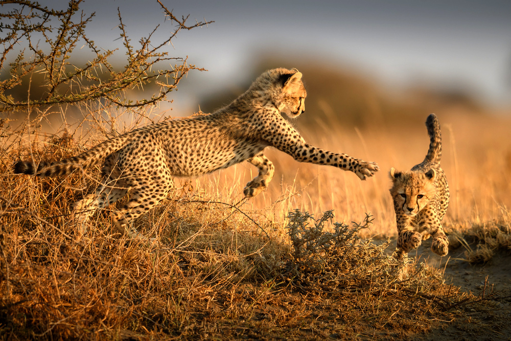 Two cheetahs in the morning light von Hung Tsui