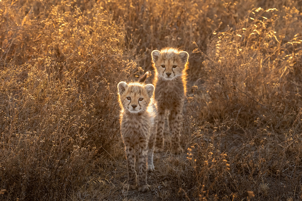 Two Little cheetah von Hung Tsui