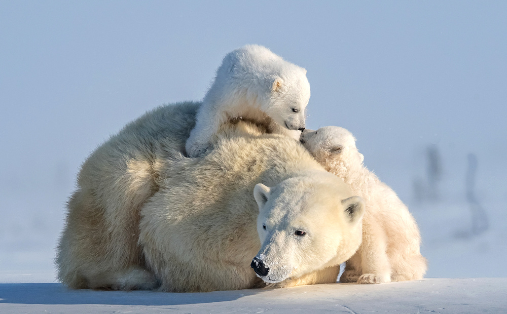 Two cute cubs von Hung Tsui