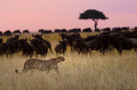 Confident Walk