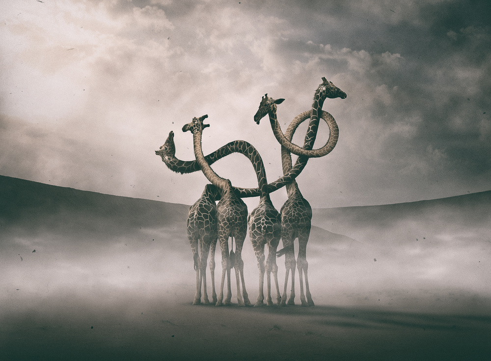 Giraffes Embracing von Hussain Buhligaha