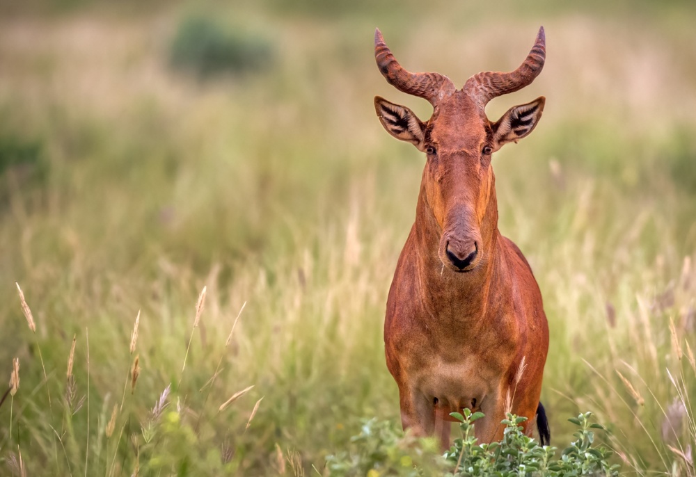 hartebeest von Ibrahim Canakci